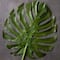 Tige de feuille de faux philodendron tropicale d’Ashland